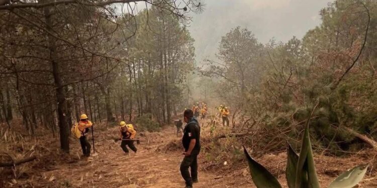 Sofocan incendio en Vicente Guerrero en un 90%