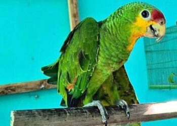 Menor de un año es hallado en una tina con agua en Tehuacán; ya no tenía signos vitales